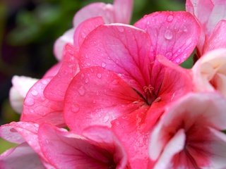 Обои цветок, лето, розовый, капли воды, герань, flower, summer, pink, water drops, geranium разрешение 6000x4000 Загрузить