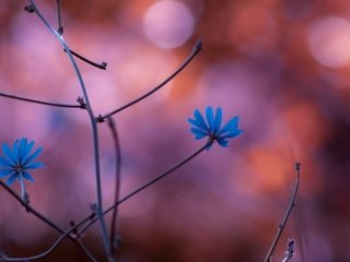 Обои цветы, природа, растения, ветви, размытость, ch, синие цветы, flowers, nature, plants, branch, blur, blue flowers разрешение 2560x1440 Загрузить