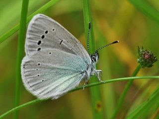 Обои трава, макро, бабочка, крылья, насекомые, голубянка, grass, macro, butterfly, wings, insects, blue разрешение 2560x1600 Загрузить