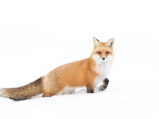 Обои снег, зима, взгляд, лиса, лисица, хвост, jim cumming, snow, winter, look, fox, tail разрешение 1920x1200 Загрузить