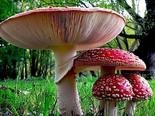 Обои трава, природа, лес, грибы, мухомор, мухоморы, grass, nature, forest, mushrooms, mushroom, amanita разрешение 2364x1449 Загрузить