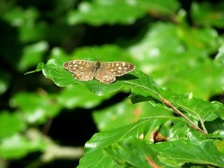 Обои природа, листья, насекомое, бабочка, nature, leaves, insect, butterfly разрешение 4608x3456 Загрузить