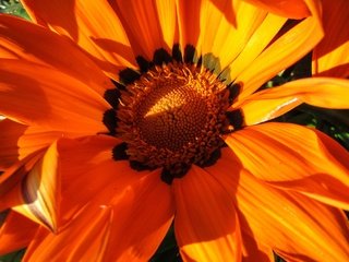 Обои природа, макро, цветок, лепестки, оранжевый, венидиум, nature, macro, flower, petals, orange, venidium разрешение 4608x2592 Загрузить