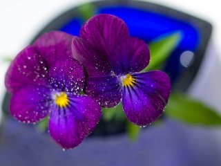 Обои цветы, макро, капли, лепестки, анютины глазки, flowers, macro, drops, petals, pansy разрешение 3809x2558 Загрузить