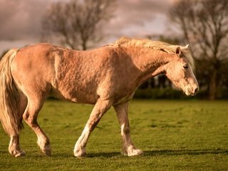 Обои небо, конь, свет, трава, облака, деревья, природа, тучи, поле, лето, summer, the sky, horse, light, grass, clouds, trees, nature, field разрешение 5483x3084 Загрузить