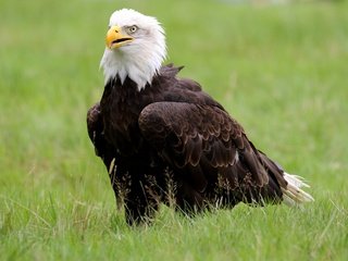 Обои трава, птица, клюв, белоголовый орлан, grass, bird, beak, bald eagle разрешение 5090x3393 Загрузить