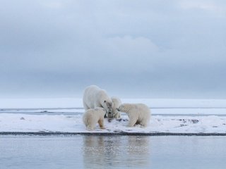 Обои вода, медведица, снег, медвежата, зима, полярный медведь, медведи, белый медведь, ледник, арктика, детеныши, cubs, water, bear, snow, winter, polar bear, bears, glacier, arctic разрешение 3000x1687 Загрузить