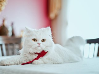 Обои кот, мордочка, усы, кошка, взгляд, стол, белый, персидская, cat, muzzle, mustache, look, table, white, persian разрешение 1920x1080 Загрузить