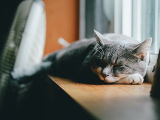 Обои кот, лежит, серый, спит, подоконник, cat, lies, grey, sleeping, sill разрешение 2048x1365 Загрузить