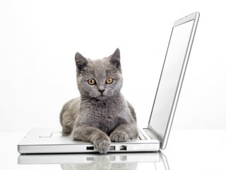 Обои кошка, ноутбук, cat, laptop разрешение 7212x4746 Загрузить