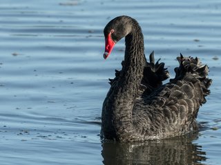 Обои вода, птица, клюв, перья, лебедь, черный лебедь, water, bird, beak, feathers, swan, black swan разрешение 2880x1800 Загрузить