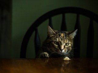 Обои морда, кот, кошка, взгляд, стол, стул, темный фон, face, cat, look, table, chair, the dark background разрешение 2048x1152 Загрузить