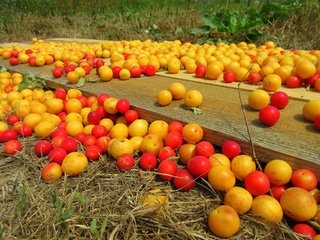 Обои фрукты, урожай, плоды, алыча, слива, fruit, harvest, plum, drain разрешение 1920x1440 Загрузить