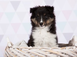 Обои шерсть, взгляд, собака, корзина, животное, wool, look, dog, basket, animal разрешение 2048x1365 Загрузить