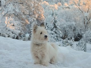 Обои снег, зима, собачка, вест-хайленд-уайт-терьер, snow, winter, dog, the west highland white terrier разрешение 2963x1837 Загрузить