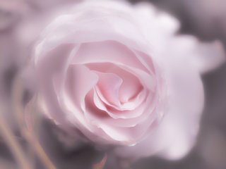 Обои цветок, роза, лепестки, 60, пинк, flower, rose, petals, pink разрешение 7360x4912 Загрузить