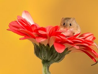 Обои цветок, мышь, мышка, мышонок, хвостик, гербера, flower, mouse, ponytail, gerbera разрешение 2048x1365 Загрузить