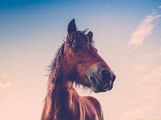 Обои небо, лошадь, облака, закат, конь, грива, the sky, horse, clouds, sunset, mane разрешение 5760x3240 Загрузить