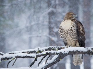 Обои снег, лес, зима, ветки, птица, клюв, перья, ястреб, snow, forest, winter, branches, bird, beak, feathers, hawk разрешение 3600x2400 Загрузить