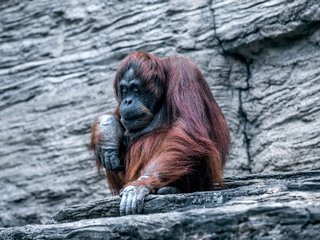 Обои обезьяна, зоопарк, примат, орангутанг, орангутан, monkey, zoo, the primacy of, orangutan разрешение 2560x1659 Загрузить