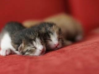 Обои усы, сон, коты, пара, кошки, малыши, мордочки, mustache, sleep, cats, pair, kids, faces разрешение 3504x2336 Загрузить