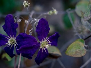 Обои цветы, природа, макро, лепестки, растение, клематис, flowers, nature, macro, petals, plant, clematis разрешение 2048x1341 Загрузить