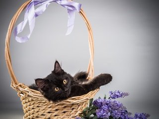 Обои цветы, фон, кот, кошка, корзина, сирень, flowers, background, cat, basket, lilac разрешение 2000x1720 Загрузить