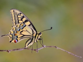 Обои макро, насекомое, бабочка, крылья, веточка, махаон, macro, insect, butterfly, wings, sprig, swallowtail разрешение 2048x1365 Загрузить