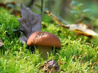 Обои трава, природа, лес, осень, гриб, белый гриб, grass, nature, forest, autumn, mushroom, white mushroom разрешение 3000x2000 Загрузить