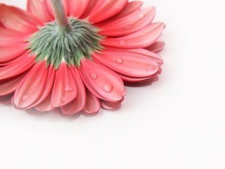 Обои фон, цветок, капли, лепестки, гербера, background, flower, drops, petals, gerbera разрешение 1920x1280 Загрузить