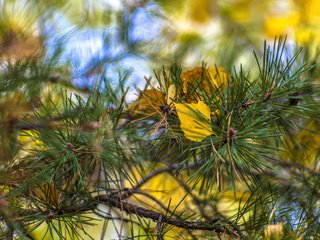 Обои ветка, листья, хвоя, макро, осень, сосна, valery chernodedov, branch, leaves, needles, macro, autumn, pine разрешение 3840x2400 Загрузить