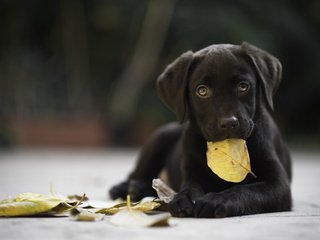 Обои листья, мордочка, взгляд, осень, собака, щенок, листик, ретривер, leaves, muzzle, look, autumn, dog, puppy, leaf, retriever разрешение 1920x1200 Загрузить