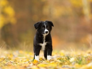 Обои листья, взгляд, осень, собака, щенок, друг, бордер-колли, leaves, look, autumn, dog, puppy, each, the border collie разрешение 1920x1200 Загрузить