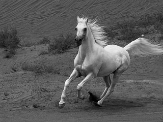 Обои лошадь, чёрно-белое, конь, грива, бег, лошадь.бег, horse, black and white, mane, running, horse.running разрешение 1920x1200 Загрузить