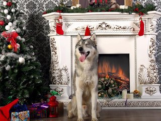 Обои новый год, елка, собака, хаски, камин, язык, new year, tree, dog, husky, fireplace, language разрешение 1920x1200 Загрузить