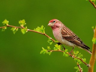 Обои ветка, листья, птица, клюв, перья, чечевица, branch, leaves, bird, beak, feathers, lentils разрешение 1920x1200 Загрузить