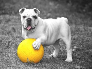 Обои трава, собака, игра, язык, мяч, бульдог, grass, dog, the game, language, the ball, bulldog разрешение 4000x2687 Загрузить