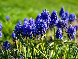 Обои цветы, весна, мускари, flowers, spring, muscari разрешение 4608x3072 Загрузить