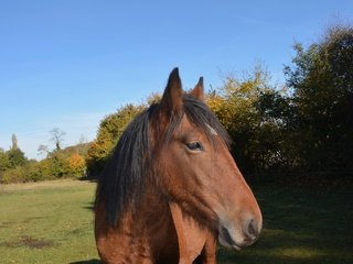 Обои морда, небо, лошадь, деревья, конь, грива, face, the sky, horse, trees, mane разрешение 5527x3506 Загрузить