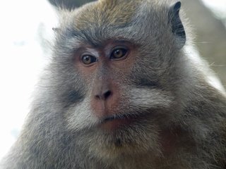 Обои глаза, морда, взгляд, животное, обезьяна, дикая природа, макака, eyes, face, look, animal, monkey, wildlife разрешение 4000x3000 Загрузить