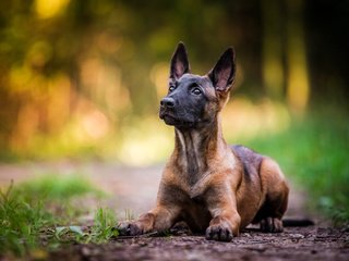 Обои собака, щенок, овчарка, малинуа, бельгийская овчарка, dog, puppy, shepherd, malinois, belgian shepherd разрешение 1920x1200 Загрузить