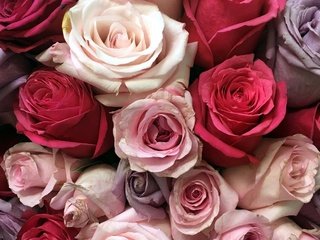 Обои цветы, розы, разноцветные, букет, flowers, roses, colorful, bouquet разрешение 2560x1576 Загрузить