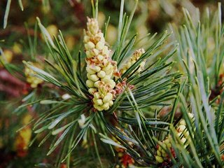 Обои ветка, природа, хвоя, шишки, сосна, branch, nature, needles, bumps, pine разрешение 6016x4016 Загрузить