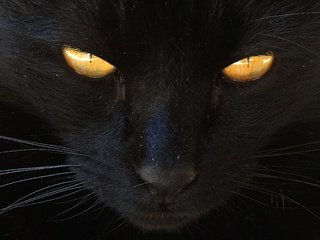 Обои глаза, кот, мордочка, усы, шерсть, кошка, взгляд, животное, eyes, cat, muzzle, mustache, wool, look, animal разрешение 2540x1889 Загрузить