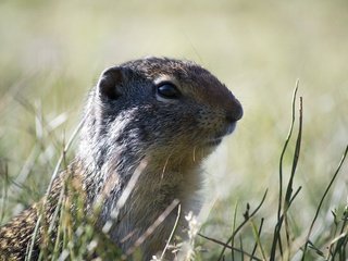 Обои трава, животное, дикая природа, грызун, суслик, grass, animal, wildlife, rodent, gopher разрешение 4608x3072 Загрузить