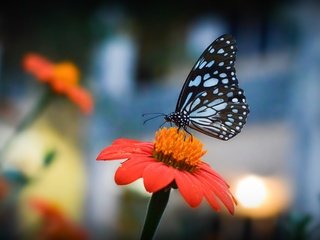 Обои цветы, насекомое, лепестки, бабочка, крылья, боке, flowers, insect, petals, butterfly, wings, bokeh разрешение 4523x2863 Загрузить