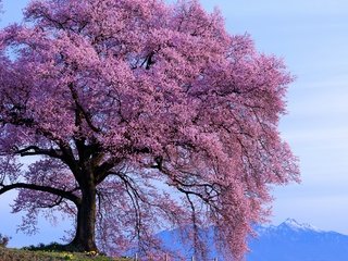 Обои небо, горы, дерево, цветение, весна, солнечно, the sky, mountains, tree, flowering, spring, sunny разрешение 2800x1869 Загрузить