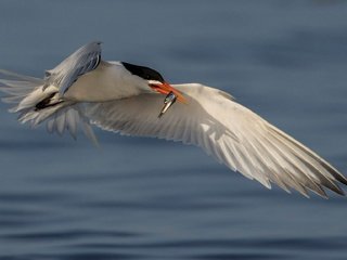 Обои вода, полет, крылья, птица, клюв, рыбка, улов, крачка, water, flight, wings, bird, beak, fish, catch, tern разрешение 2048x1152 Загрузить