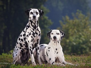 Обои трава, взгляд, далматин, собаки, мордочки, далматинец, grass, look, dalmatian, dogs, faces, dalmatians разрешение 2560x1600 Загрузить