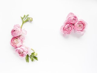 Обои цветы, лепестки, белый фон, ранункулюс, flowers, petals, white background, ranunculus разрешение 6720x4480 Загрузить